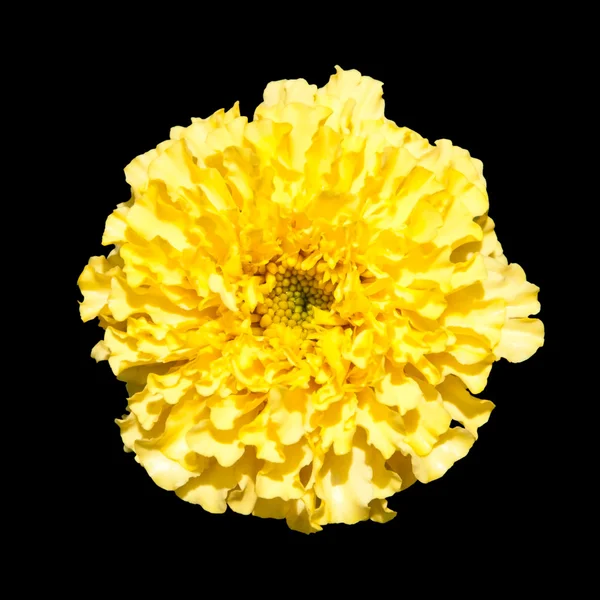 Linda flor encaracolado amarelo isolado no preto — Fotografia de Stock