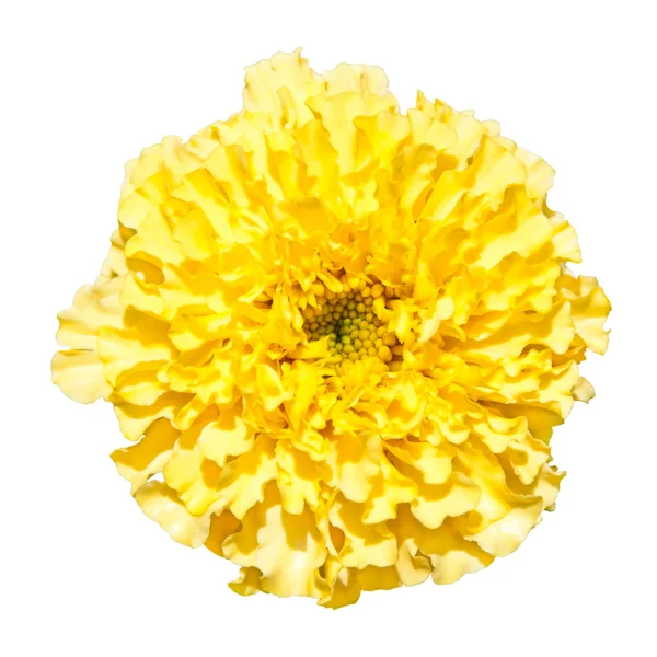 Linda flor encaracolado amarelo isolado em branco — Fotografia de Stock