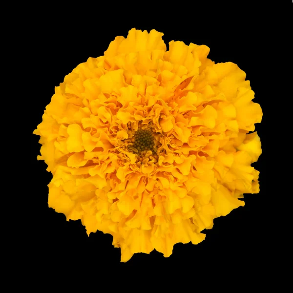 Flor de laranja bonita isolado no preto — Fotografia de Stock
