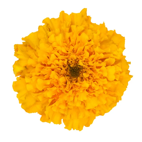 Beautiful Orange Flower Isolated on White — Stock Photo, Image