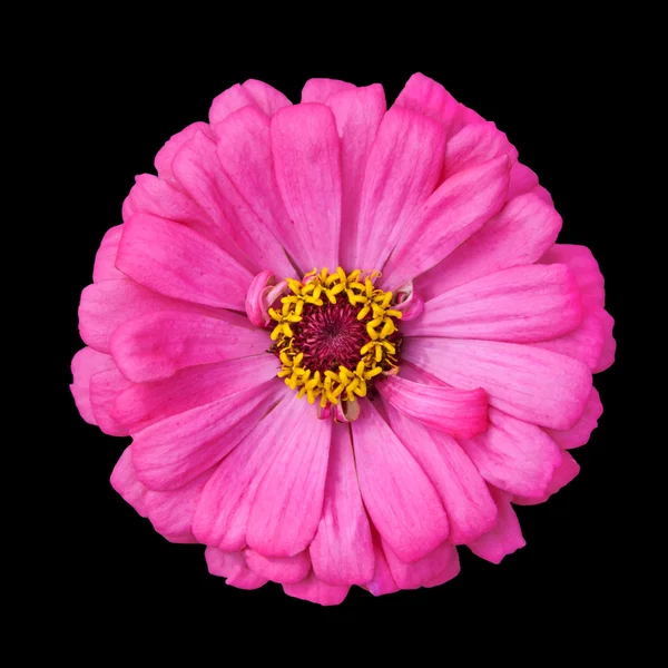 Blomstrende Pink Zinnia Elegans isoleret på sort - Stock-foto