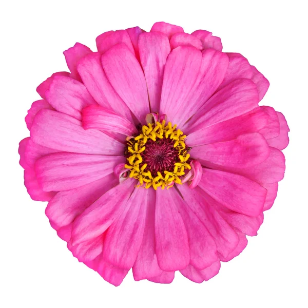 Blossoming Pink Zinnia Elegans Isolated on White — Stock Photo, Image