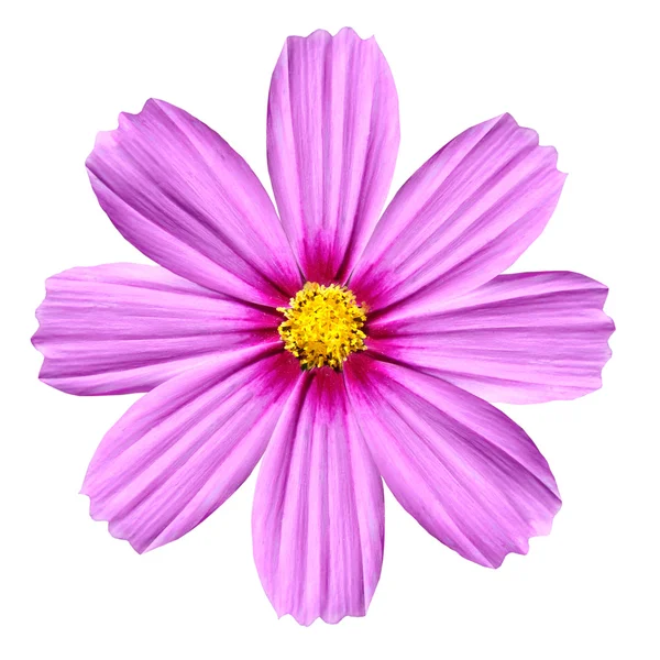 Розовая розовая Космея Роуз. Красивый Космос цветок изолирован — стоковое фото
