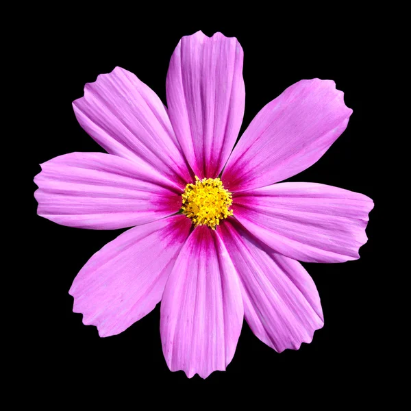 粉红色科斯梅亚上升。美丽的波斯菊花卉隔离 — 图库照片