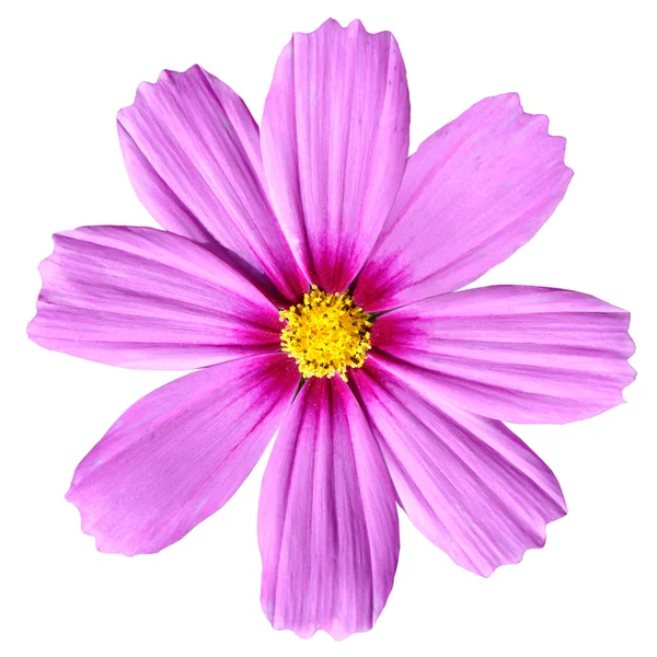 粉红色科斯梅亚上升。美丽的波斯菊花卉隔离 — 图库照片