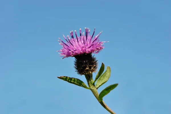 Scottish National Flower - The Thistle (engelsk). – stockfoto