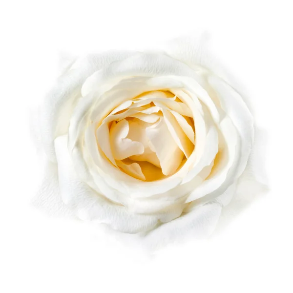 白い背景に色あせた白いバラのクローズ アップ — ストック写真