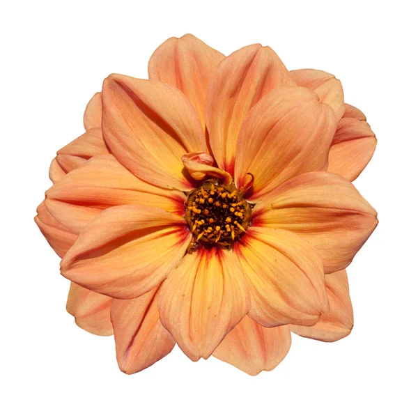 Orange Dahlienblüte isoliert auf weißem Hintergrund — Stockfoto