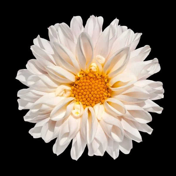 Bílá dahlia květ se žlutým centrem izolované — Stock fotografie