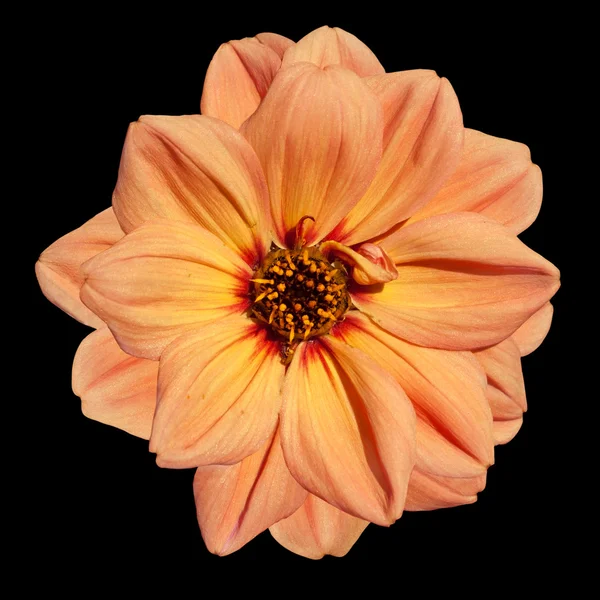 Orange dahlia blomma isolerad på svart bakgrund — Stockfoto