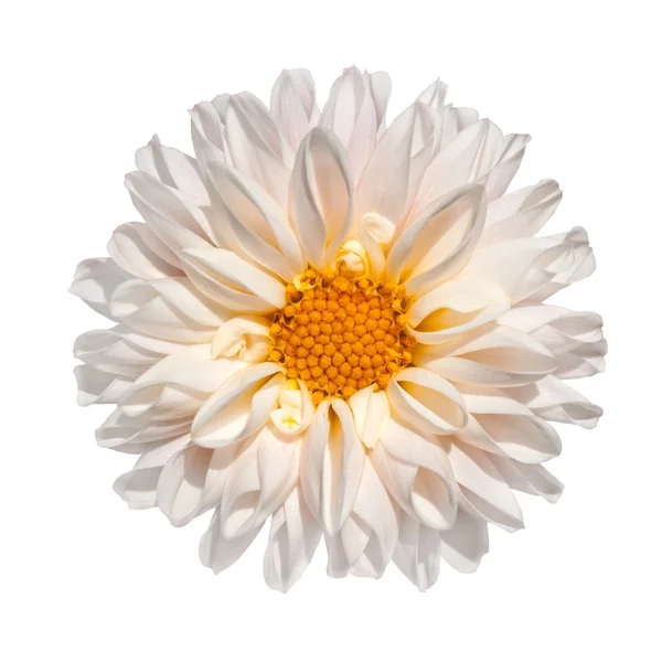 Kwiat Dalia biały z żółtym centrum na białym tle — Zdjęcie stockowe
