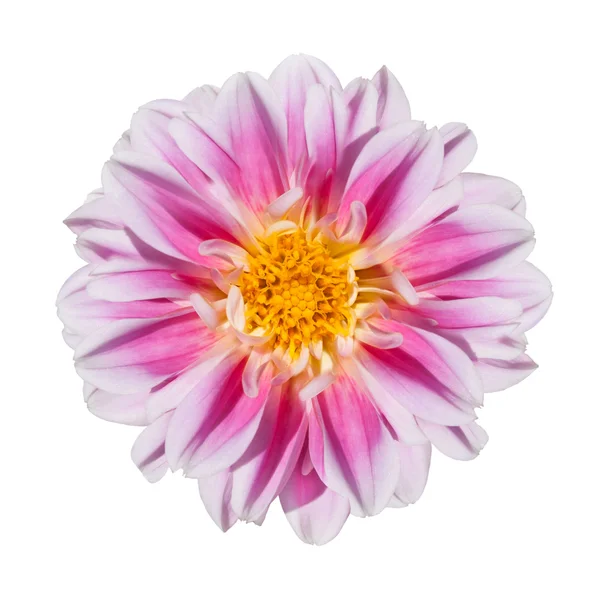 Pink and White Dahlia Flower Isolated on White — Stock Photo, Image
