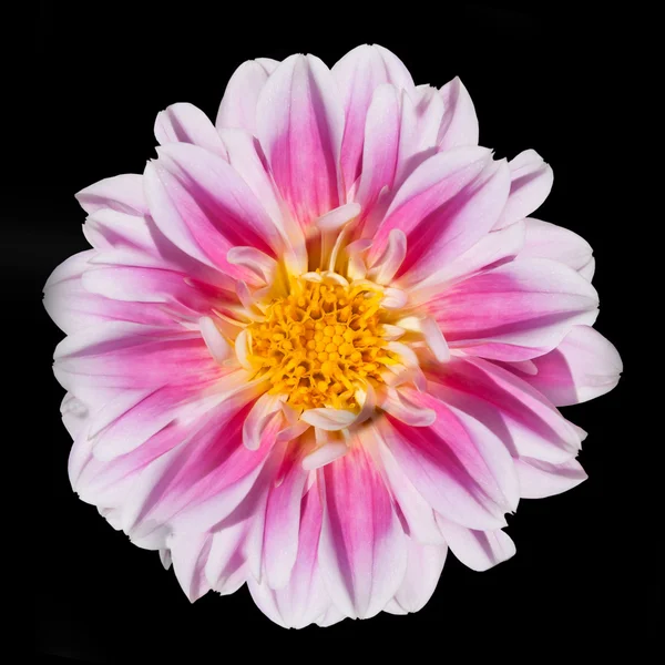 Рожева та біла квітка далії ізольовані на чорному тлі — стокове фото