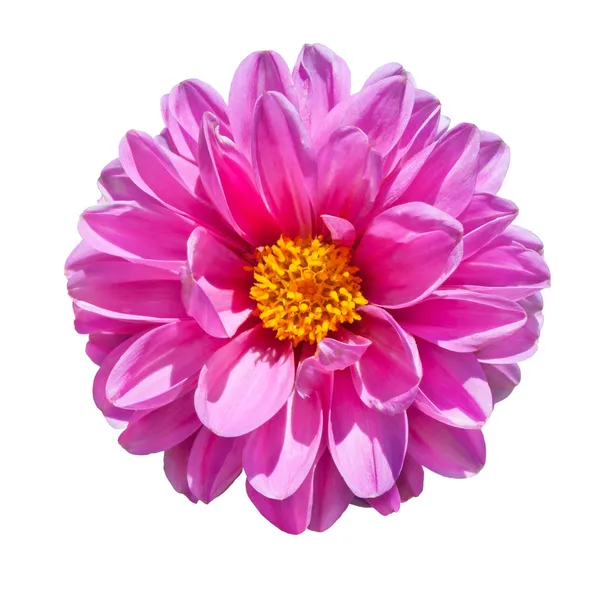 Розовый цветок георгины изолирован на белом — стоковое фото