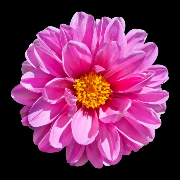 Rosa Dahlie Blume isoliert auf schwarzem Hintergrund — Stockfoto