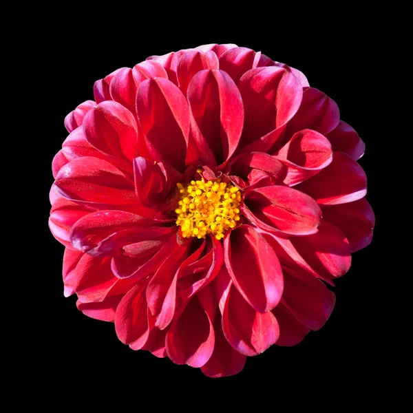 Flor de Dalia Roja con Centro Amarillo Aislado — Foto de Stock