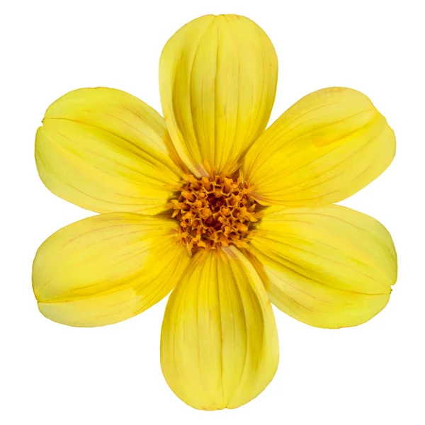 Bunga Dahlia Kuning Terisolasi di Latar Belakang Putih — Stok Foto