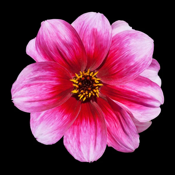 Rosa lila dahlia blomma isolerade på svart — Stockfoto