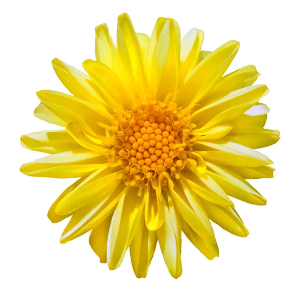 Dalia żółty kwiat na białym tle — Zdjęcie stockowe