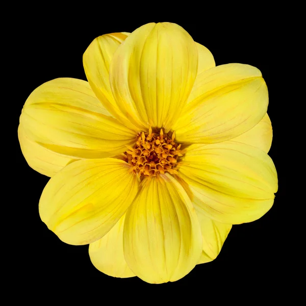 Fleur de dahlia jaune isolée sur fond blanc — Photo