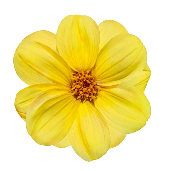 Amarelo Dahlia Flor Isolado no fundo branco — Fotografia de Stock