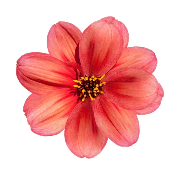 Rote Dahlie Blume isoliert auf weißem Hintergrund — Stockfoto