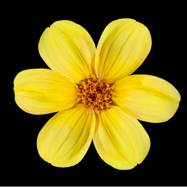 Bunga Dahlia Kuning Terisolasi di Latar Belakang Hitam — Stok Foto