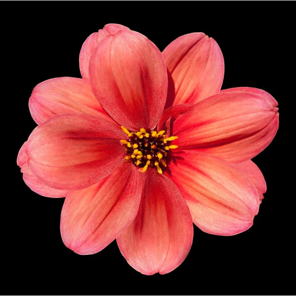 Röd dahlia blomma isolerad på svart bakgrund — Stockfoto