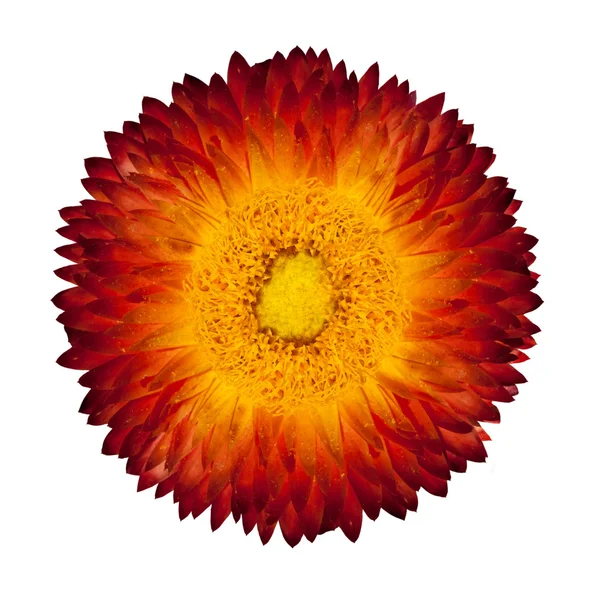Single Red Orange Everlasting Flower Isolated on White Background — Stock Photo, Image