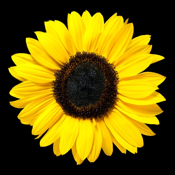 Mooie frisse gele zonnebloem bloem geïsoleerd op zwart — Stockfoto