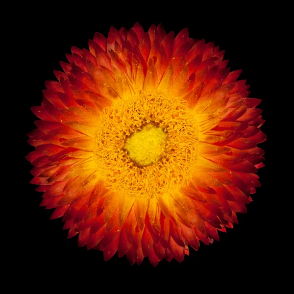 Geïsoleerde flowehead van rood oranje eeuwige bloem — Stockfoto