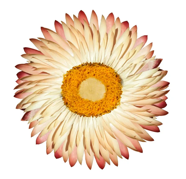 Single White Pink Everlasting Flower Isolated on White Background — Stock Photo, Image