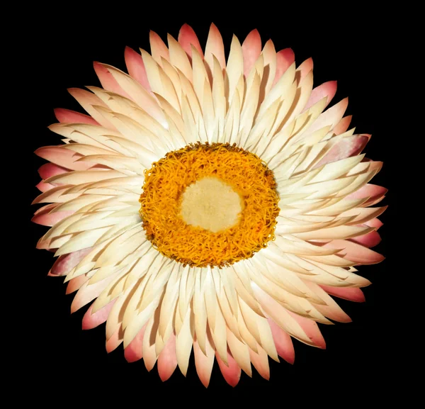 Eine weiße rosa immerwährende Blume isoliert auf schwarzem Hintergrund — Stockfoto