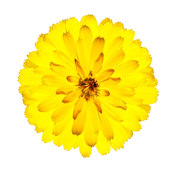 Flor de Gerbera Amarela Floração Isolada em Branco — Fotografia de Stock