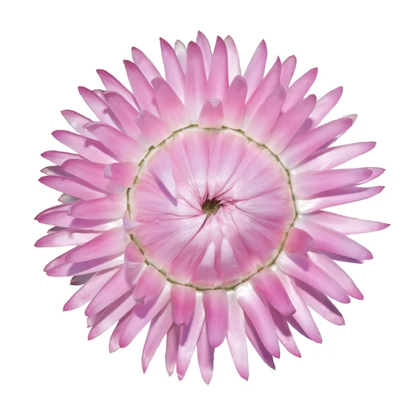 Pink Strawflower, Helichrysum bracteatum Isolated on White — Stock Photo, Image