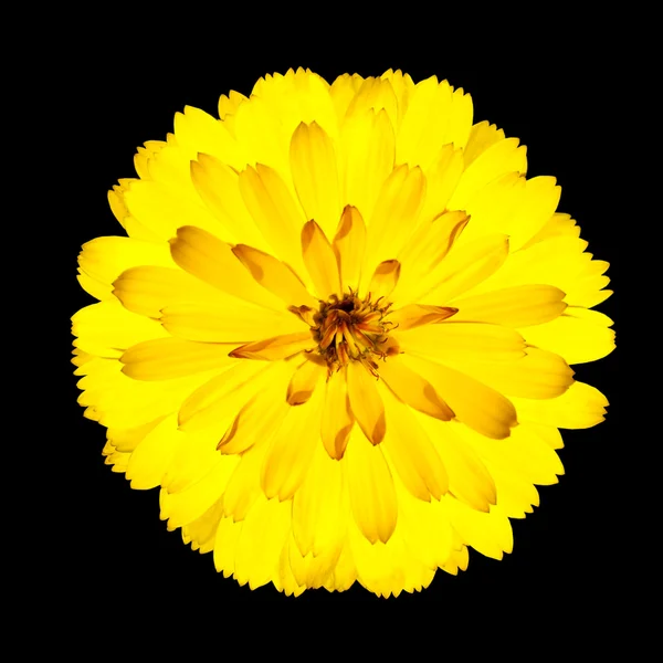 Enda blommande gul gerbera blomma isolerade på svart单个黄色非洲菊开花孤立在黑色 — Stockfoto
