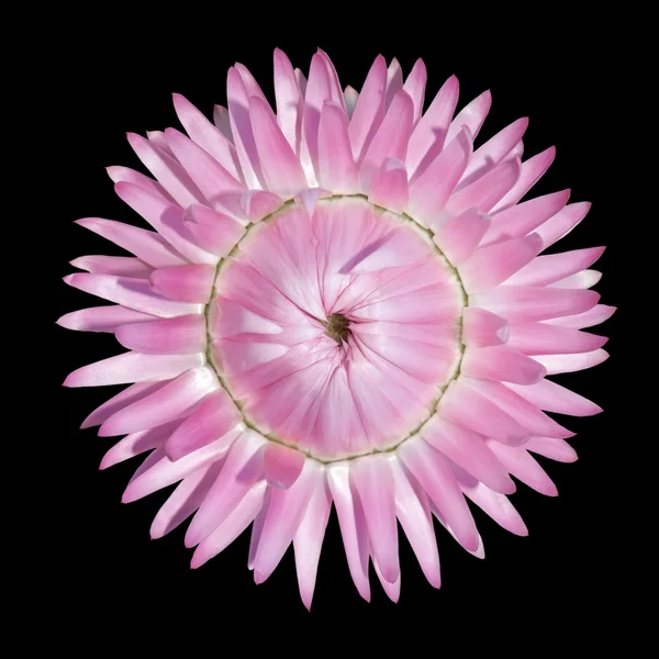 One Pink Strawflower, Helichrysum bracteatum Isolated on Black — Stock Photo, Image