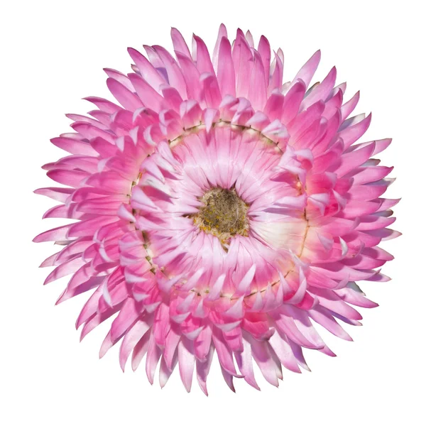 Fraise rose, Helichrysum bracteatum Isolé sur Blanc — Photo