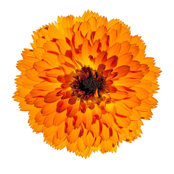 Flor de gerberas anaranjada aislada sobre fondo blanco — Foto de Stock