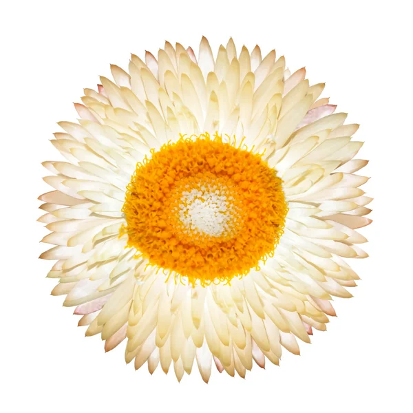 Uma flor branca eterna isolada — Fotografia de Stock