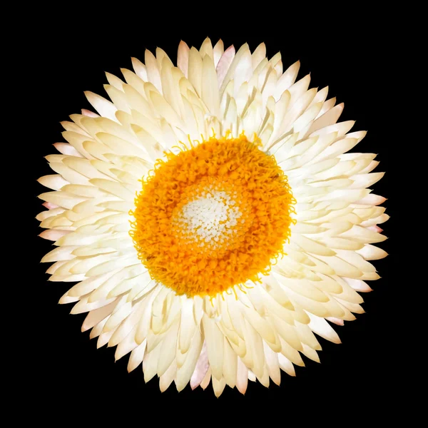 Única flor branca eterna isolado — Fotografia de Stock