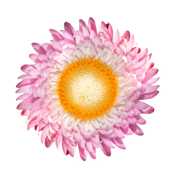 Blühende rosa Erdbeere, Helichrysum bracteatum isoliert auf weiß — Stockfoto
