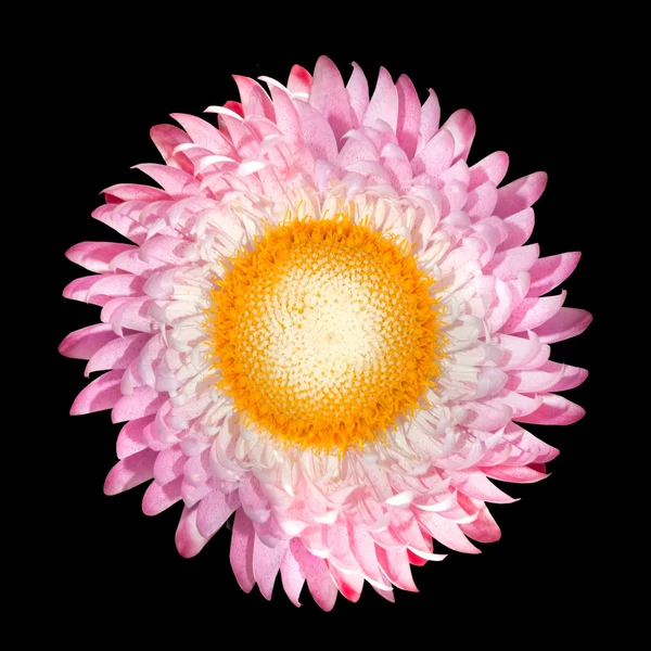Rosa Erdbeere, Helichrysum bracteatum isoliert auf schwarz — Stockfoto