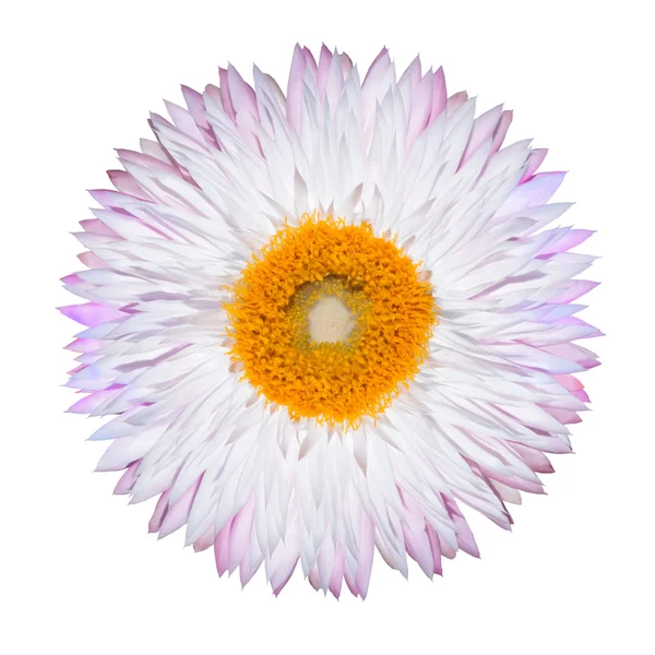 Single Pink White Strawflower Isolated on White — Stock Photo, Image