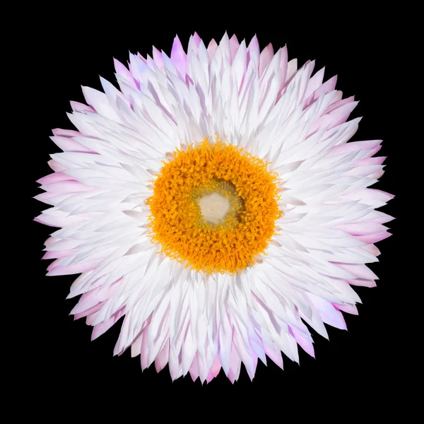 분홍색 백색 strawflower 꽃 흰색 절연 — 스톡 사진