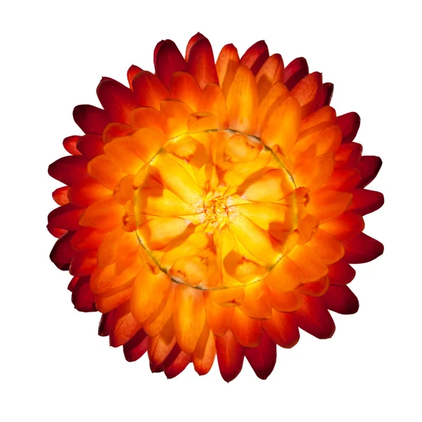 Один красный оранжевый вечный цветок, изолированный на белом фоне — стоковое фото