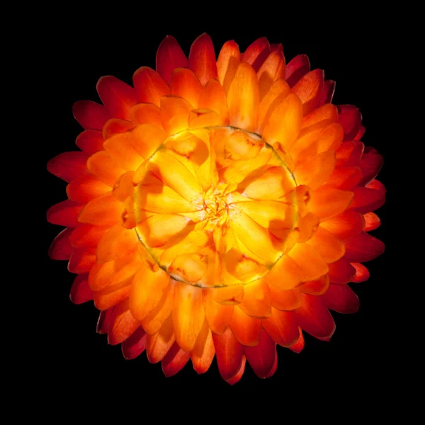Jeden czerwony pomarańczowy wieczne kwiat na białym tle — Zdjęcie stockowe