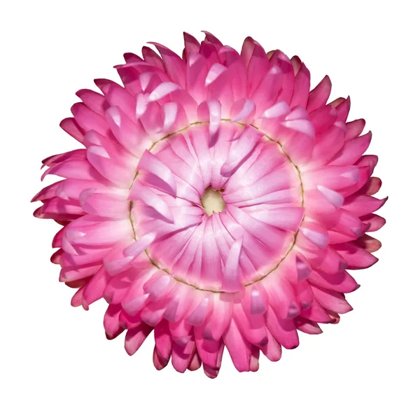 Rosa Strawflower, Helichrysum bracteatum aislado en blanco —  Fotos de Stock