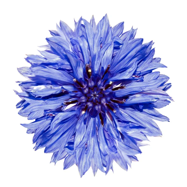 Синя кукурудзяна квітка - Центавра ціан ізольовані на білому — стокове фото