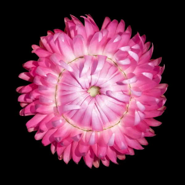Einzelne rosa Erdbeere, Helichrysum bracteatum isoliert auf schwarz — Stockfoto